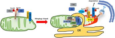 The Emerging Role of FUNDC1-Mediated Mitophagy in Cardiovascular Diseases